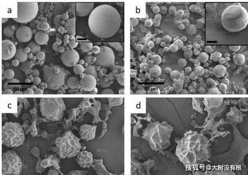 骨灰的化學本質與時間演變 從有機物到無機物的轉化
